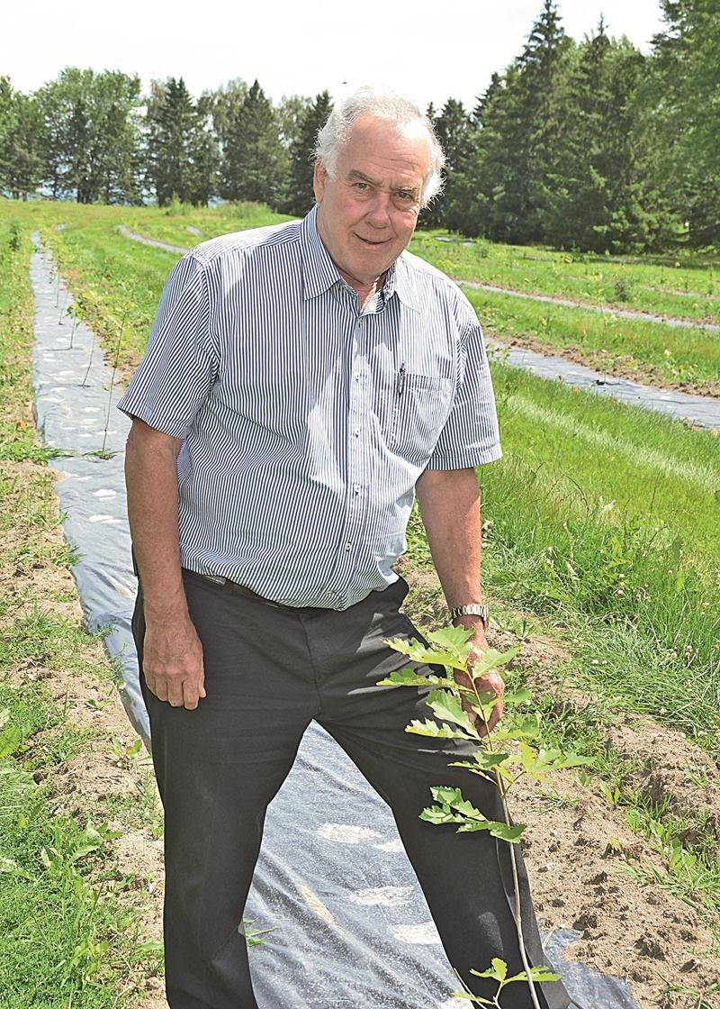 L’homme d’affaires Roger Letendre a investi dans la plantation de 600 arbres avant d’accueillir ses premiers résidents sur l’ancien terrain de golf La Providence. Il compte aussi répéter l’expérience dans les années futures. Photo François Larivière | Le Courrier ©