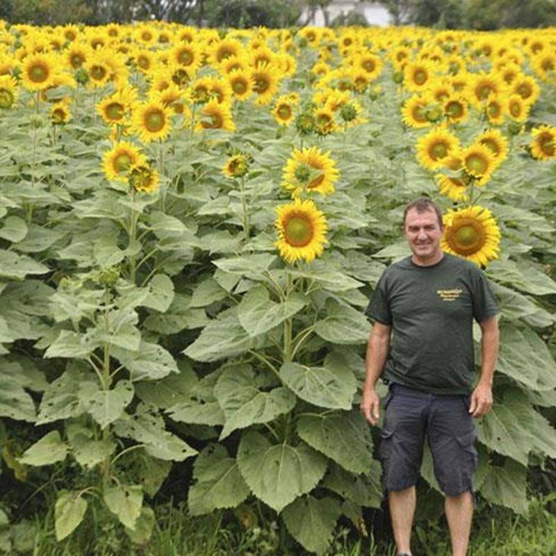 La Ferme Champy, à Upton, ouvre ses portes au grand public dans le cadre de la 10 e édition de l'activité Des tournesols plein les yeux les 4 et 5 août. Christian Champigny prépare cette fin de semaine pour permettre à tous de profiter du spectacle offert par ces fleurs grandioses. Une partie des profits réalisés au cours de ces deux journées sera remise à Opération Enfant Soleil. M. Champigny souhaite attirer plus de 5 000 personnes au total sur deux fins de semaine, l'activité ayant eu lieu le