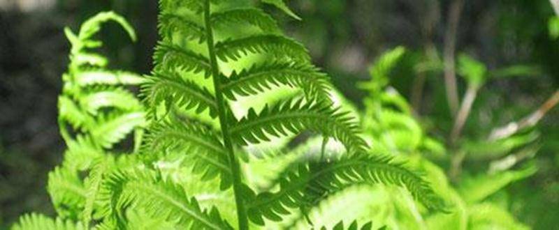 Les fougères sont des plantes sans fleurs, mais quand même superbes et majestueuses. Elles étaient là au temps des dinosaures, c’est dire comme elles sont fascinantes! Y en a-t-il plusieurs espèces au boisé des Douze? C’est ce que les participants exploreront au cours de la sortie du 21 juillet en compagnie de Jacques Kirouac. Point de rencontre : le stationnement de la rue Brouillette dès 9 h. Tarif : 3 $ (membres et 6 à 17 ans); 5 $ (adultes) ou 10 $ par famille. Inscription en écrivant à jkir