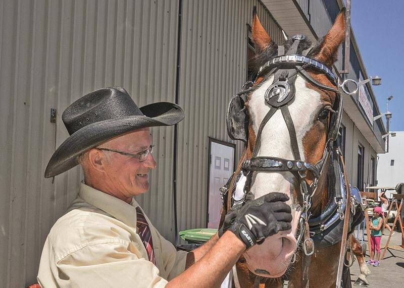 Le Maskoutain René Legault participe aux concours d’attelage de l’Exposition agricole depuis près de 27 ans. Photo François Larivière | Le Courrier ©
