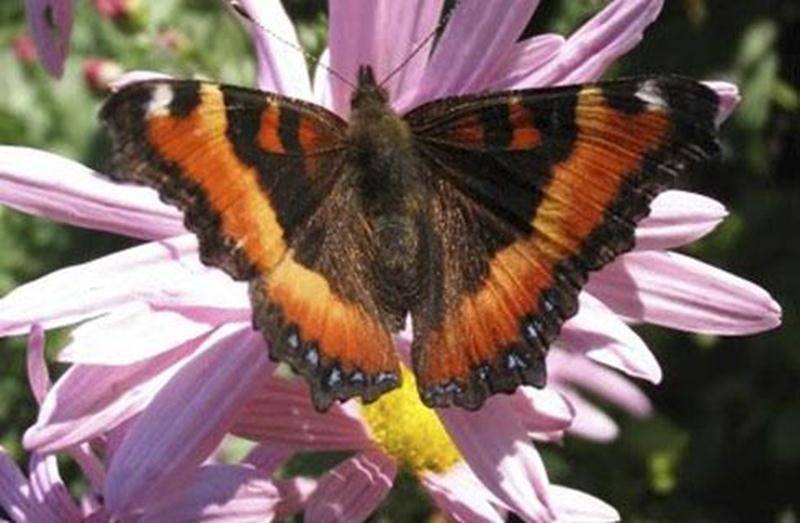De nombreux papillons sont attirés par les milliers de fleurs et la belle biodiversité de la Réserve naturelle Boisé-des-Douze. Joignez-vous au groupe d'observateurs le dimanche 20 juillet. Apportez votre caméra. Point de rencontre : dès 9 h au stationnement de la rue Brouillette. Tarif : contribution volontaire et gratuité pour les membres. Inscription : jkirouac@sciencepourtous.qc.ca ou 450 768-6900. Informations et itinéraire sur boisedesdouze.org.