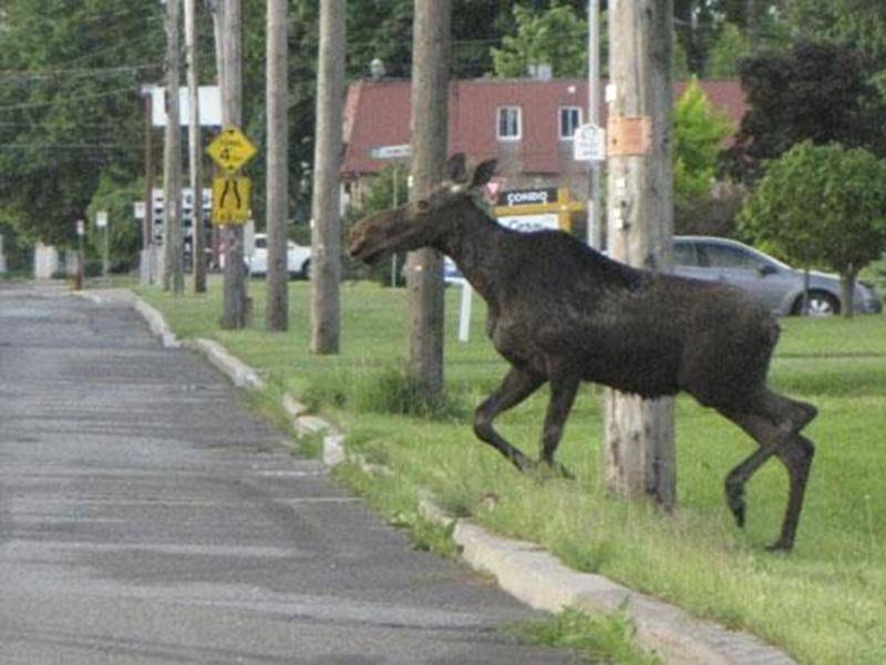 Un chevreuil s'est introduit dans une maison de la rue Frontenac lundi en brisant une fenêtre pour entrer à l'intérieur. Les occupants ont immédiatement contacté la Sûreté du Québec. L'aide de l'Agence de la protection de la Faune a été nécessaire pour sortir la bête de la maison. Une dose de calmants a été injectée à la bête. Un autre résident de Saint-Hyacinthe a aperçu une bête, cette fois un orignal, le 30 mai au matin. L'animal se serait trouvé au coin des rues Pratte et Millette avant de s
