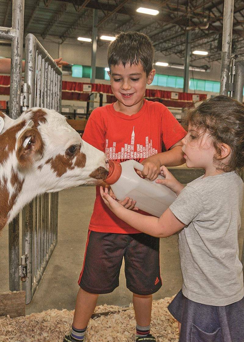 Pour la première fois à l’Expo, il est possible pour les enfants de nourrir des animaux de la ferme dans une pouponnière spécialement aménagée. Sur la photo, ce veau semble apprécier cette nouveauté. Photo François Larivière | Le Courrier ©