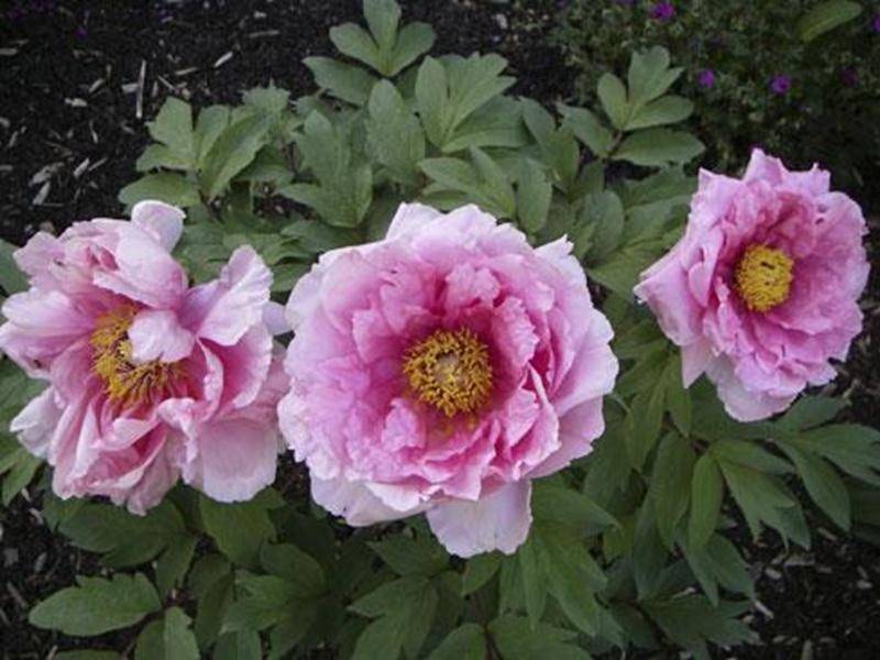 Le 22 septembre, à l'ITA de Saint-Hyacinthe, se tiendra un Symposium sur la pivoine qui accueillera des experts reconnus dans le domaine, tels que Serge Fafard, des Jardins Osiris, hybrideur et spécialiste des pivoines, ainsi que Martinus Mooijekind, de la Pivoinerie Martinus et président de la Société québécoise de la Pivoine. Parmi les thèmes abordés par les spécialistes : les variétés de pivoines, la plantation, les maladies, la conservation de fleurs coupées, etc. Les visiteurs auront aussi