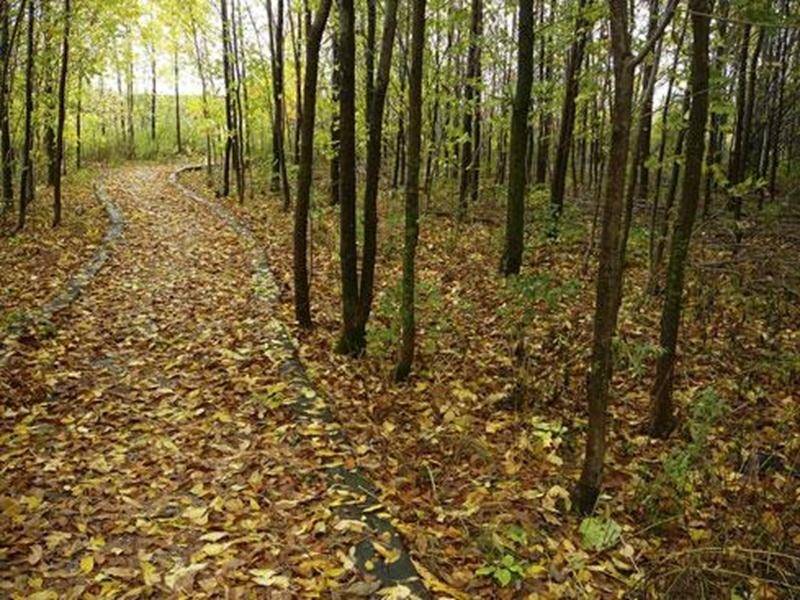 Le dimanche 30 octobre, dès 9 h, François Tétreault nous invite à parcourir les sentiers en sa compagnie pour observer les couleurs, les feuilles et les bourgeons. Chêne rouge, des marais ou pédonculé? Érable rouge, à sucre ou de Norvège? Vous avez des questions? Venez les partager avec le groupe. Durée : environ 90 minutes. Afin d’éviter le piétinement, l’observation se fait à partir des sentiers; apportez carnet de notes, livre de référence et caméra. N'oubliez pas vos jumelles, la migration n
