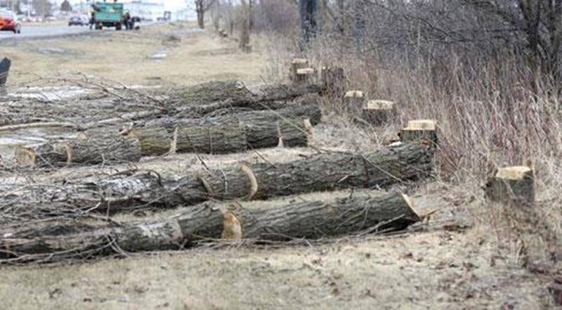 Des peupliers de Lombardie, tous morts de vieillesse, sont abattus ces jours-ci par les employés du Service des travaux publics de la Ville de Saint-Hyacinthe le long du boul. Laurier Est. Ces arbres âgés entre 25 et 30 ans - leur longévité est généralement de 50 ans - ne produisaient plus de feuilles au printemps. Sans doute étaient-ils atteints d'une maladie qui a abrégé leurs jours. En tout, 183 arbres morts seront coupés; ils seront éventuellement remplacés par d'autres essences, dont des ch
