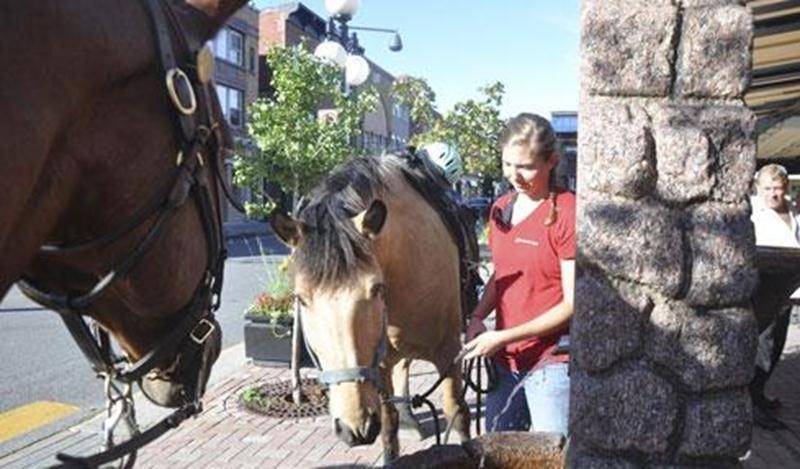 Avez-vous croisé des chevaux sur votre chemin à Saint-Hyacinthe le dimanche 4 août? Non, ils n'arrivaient pas de l'Expo. Six cavaliers avaient décidé de trotter depuis l'écurie l'Escapade, en passant par le chemin du Rapide Plat, pour se rendre ainsi jusqu'au centre-ville de Saint-Hyacinthe, à l'abreuvoir d'époque à l'avant du vieux marché. Après avoir entendu parler d'un cavalier interpellé par des policiers alors qu'il circulait dans les rues de Montréal, le Maskoutain André Martin a consulté