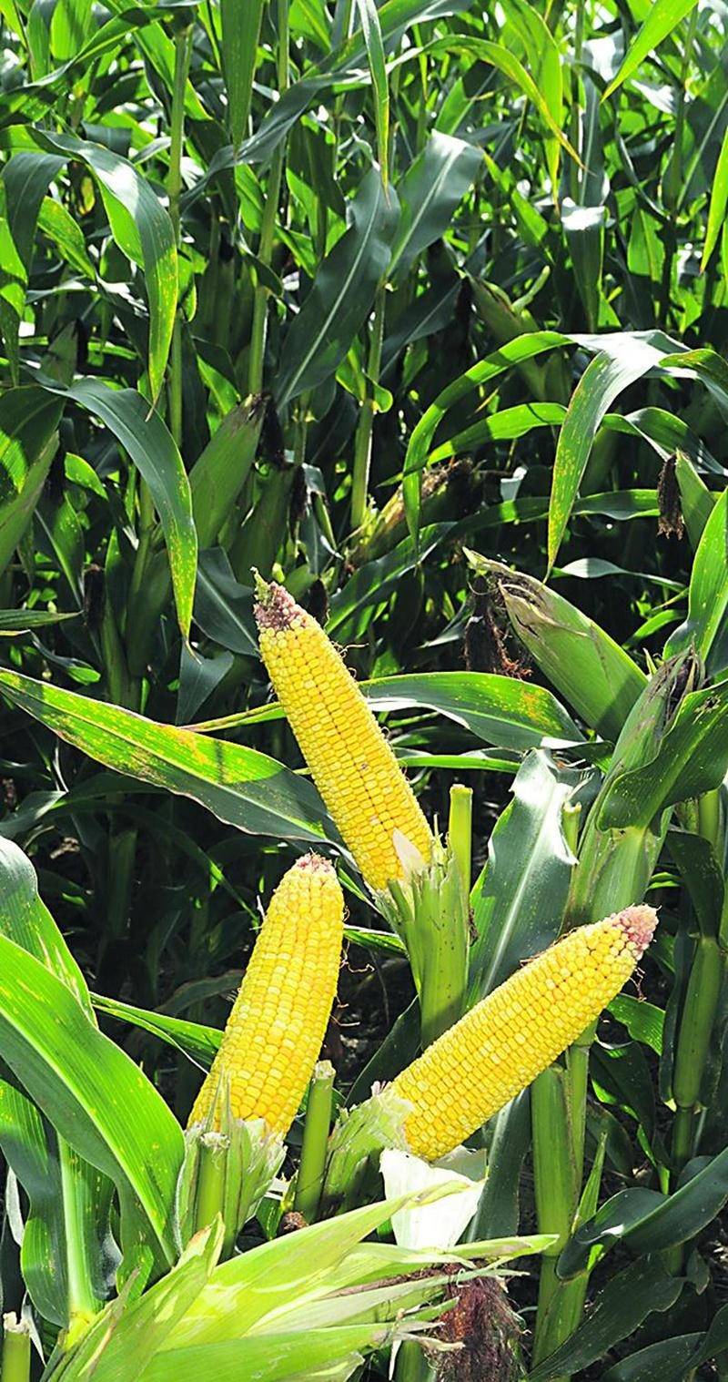 Au fil des années, les semences génétiquement modifiées assurent aux cultivateurs des plants en santé disposant d’une meilleure tolérance aux maladies et permet d’obtenir un meilleur rendement. Photo François Larivière | Le Courrier ©
