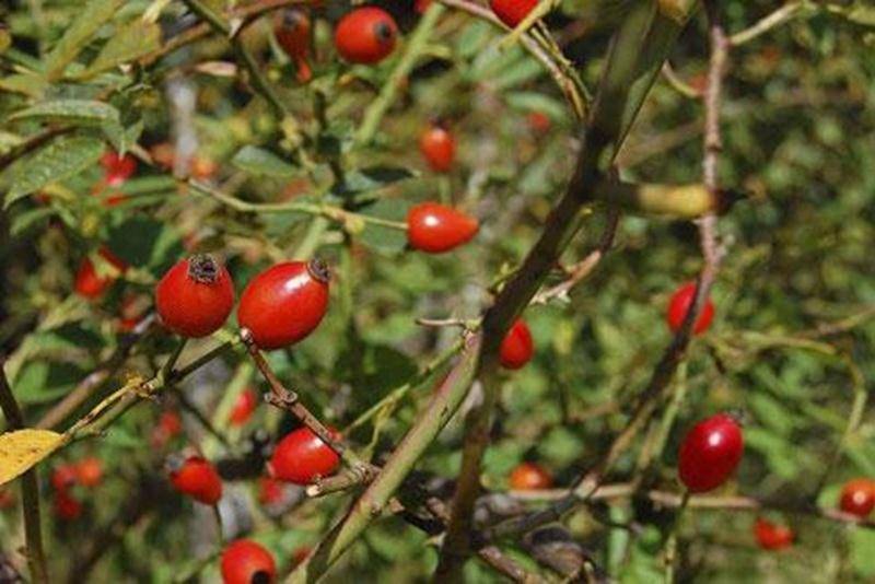 François Tétreault nous invite à une activité d’observation et d’identification des fruits sauvages le dimanche 25 septembre à 9 h. En cette saison, plusieurs espèces attirent l’attention par leurs couleurs, mais aussi par leurs formes inusitées. N'oubliez pas vos jumelles : quelques oiseaux peuvent nous surprendre! L’activité dure environ 90 minutes. Réservation au 450 771-9202 ou ftetro@cgocable.ca Tarif 3 $ (6 - 17 ans et carte de membre du Boisé des Douze); 5 $ adultes; 10 $ famille. Point d