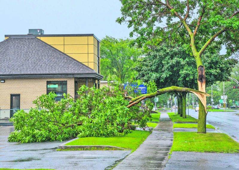 Plusieurs branches ont été sectionnées par la foudre mardi au cœur du violent orage qui a frappé la région. Photo François Larivière | Le Courrier ©