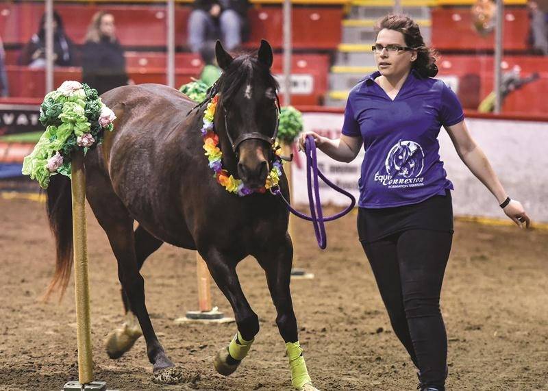 Plus de 15 500 visiteurs ont foulé les terrains du site de l’Expo pour la troisième édition du Salon du cheval en sol maskoutain. Pour l’occasion, la diversité était à l’honneur avec plusieurs démonstrations, conférences et performances, que ce soit l’agilité équine (photo ci-contre), le débardage en forêt, les courses de cowboys extrêmes, les poney games, l’équi-yoga ou le secourisme équin. Photos François Larivière | Le Courrier ©
