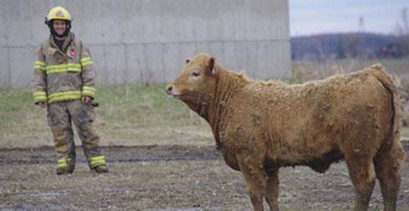 Un veau est sorti faire une petite promenade du dimanche le 27 avril en après-midi en bordure du 2 e Rang à Saint-Simon. La Sûreté du Québec et les pompiers de Saint-Simon se sont rendus sur place pour encercler la bête afin d'éviter qu'elle ne se promène sur la route. L'animal a été capturé et ramené à son propriétaire sain et sauf.