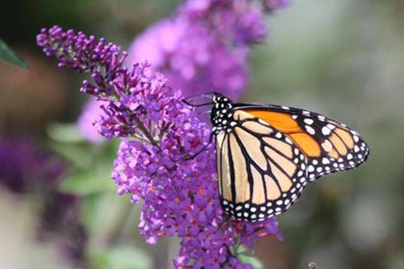 Le Jardin Daniel A. Séguin de Saint-Hyacinthe présente une Journée découverte « Éveil des sens » le dimanche 28 août de 10 h à 17 h. Cette journée vous fera connaître les talents et les produits de nos artistes et artisans locaux : Le Boucanier, l'érablière l’Autre Versan, le Vignoble les Murmures, L’Heure du thé, Sauge d’une nuit d’été et Les Papiers Caval. La coiffeuse D Fanta Zi sera là pour vous inspirer un look africain et Anne Tsujimoto, de YogaFit, accomplira avec vous une petite séance d