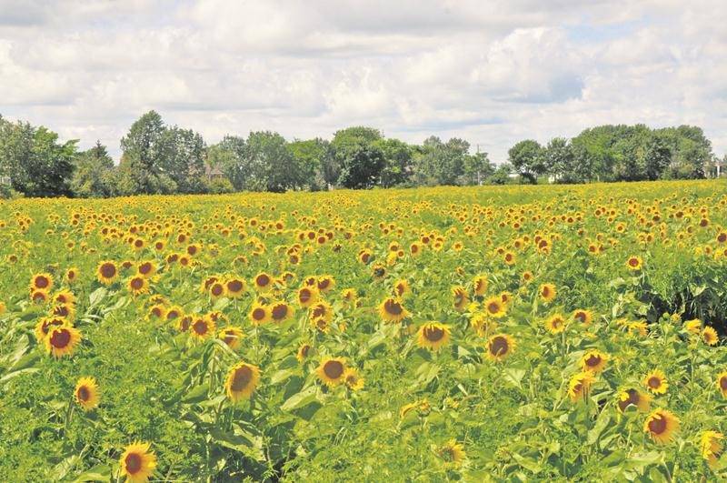 L’activité « Des tournesols plein les yeux » sera de retour cette année pendant dix jours sur la Ferme Champy à Upton, soit du 29 juillet au 6 août. Photo Alain Bérubé
