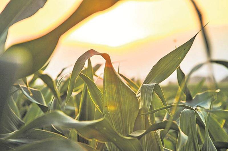 Les cinq grandes tendances à surveiller dans le secteur agricole en 2018