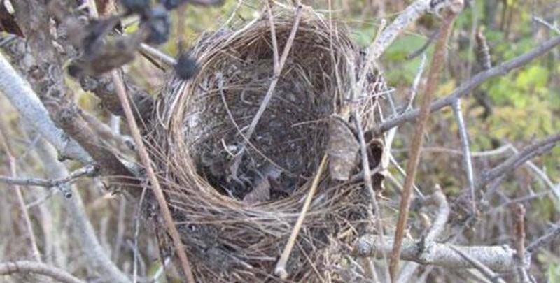 Les feuilles sont tombées. Les nids deviennent faciles à observer. Durant environ deux heures, cette formation sera divisée en deux étapes. Une courte partie théorique permettra aux participants de se doter d’un vocabulaire commun et de se familiariser avec l’utilisation d’une clef d’identification des nids. L’excursion dans le parc permettra de mettre en pratique ces apprentissages. L’animateur François Tétreault vous attend le dimanche 27 novembre, dès 9 heures. Réservation : ftetro@cgocable.c