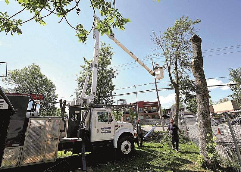 Des opérations d’abattage de frênes touchés par l’agrile ont commencé à Saint-Hyacinthe, mais elles risquent de se multiplier dans les prochaines années. Photo Robert Gosselin | Le Courrier ©